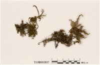 藏品(塔苔)的圖片